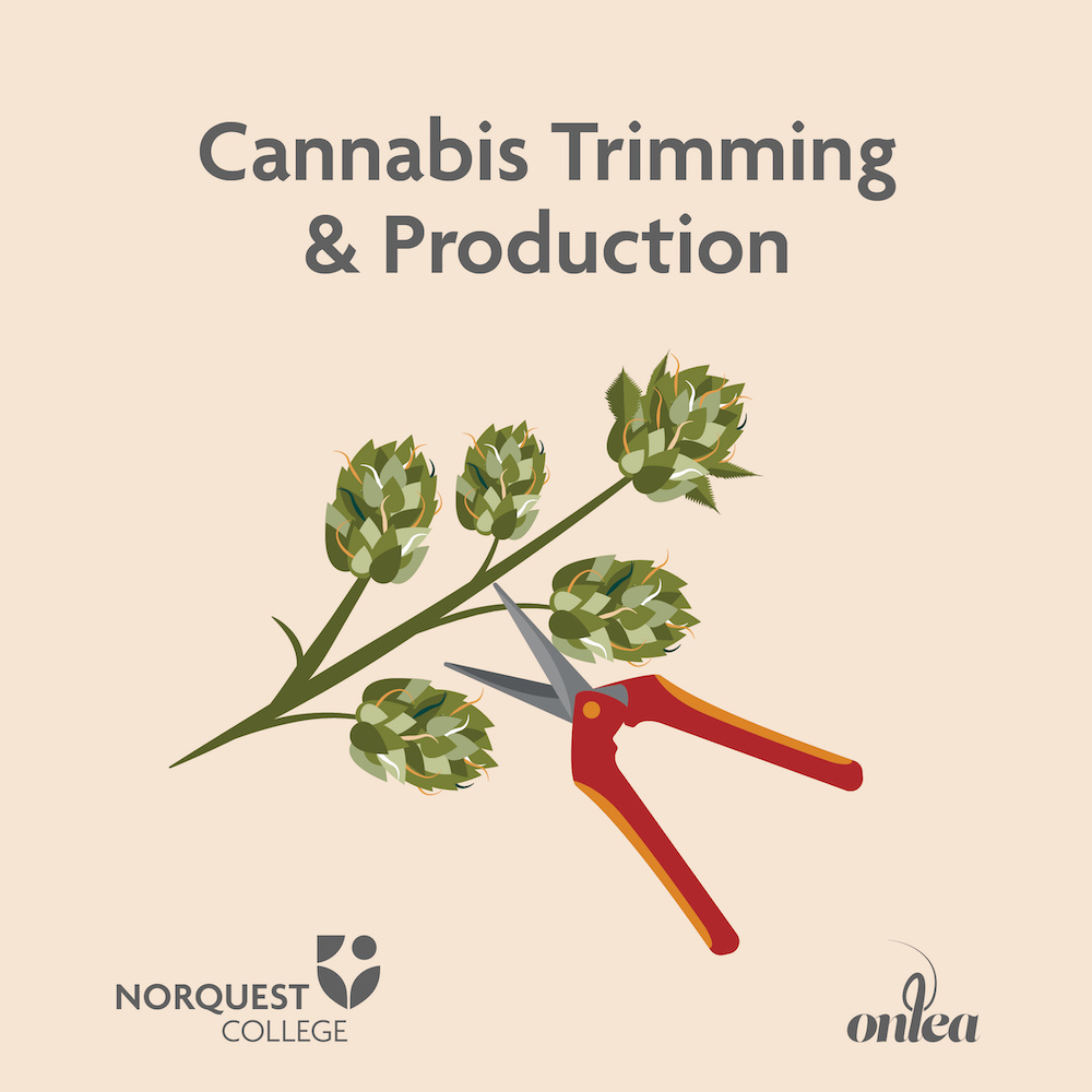 Cannabis Trimming and Production