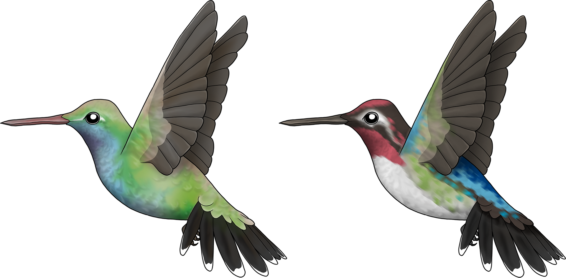 HummingBirds-2